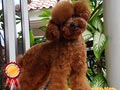 Super Teacup Red Poodle : Long Long