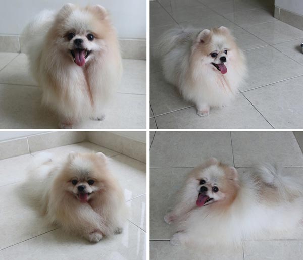 Pejantan Pom : Funky Pom's Prince of Legend