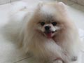 Pejantan Pom : Funky Pom's Prince of Legend