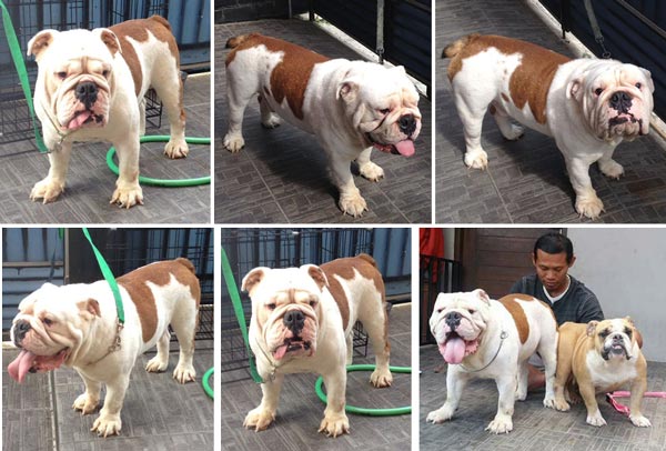 Pejantan Bulldog di Surabaya Anak CH TH Culverhay