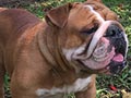 Pejantan Bulldog : Lord Tywin von Big-G