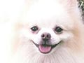Pejantan Pom : Mico Von Great Eastern