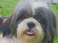 Pejantan Shih Tzu : Aiko Von Akai Ryu