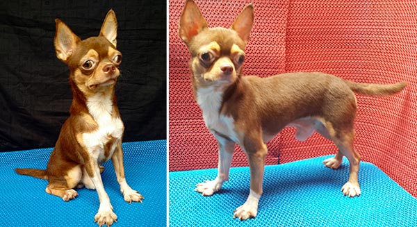 Pejantan Chihuahua : Ariel Von Kharisma