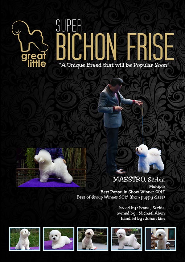 Pejantan Bichon Frise : Maestro