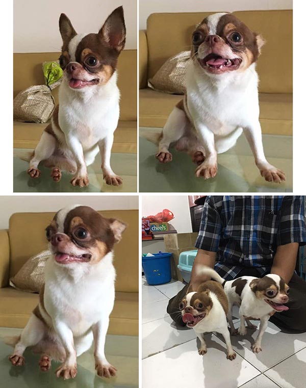 Pejantan Chihuahua : Euro Junior