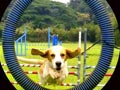 Sekolah Pelatihan Anjing PRO TRAIN