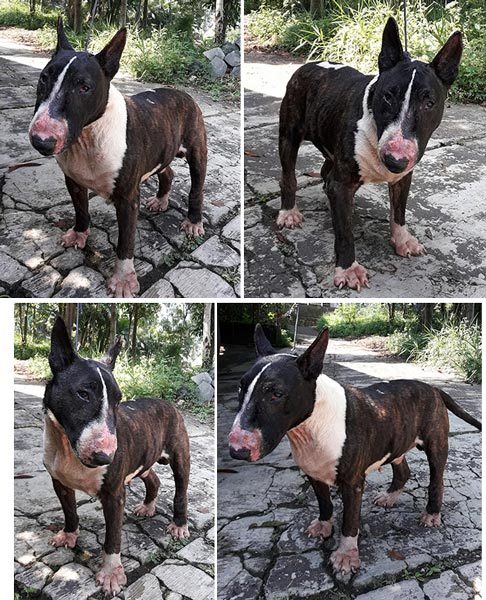 Pejantan Bull Terrier MAX