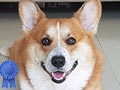 Pejantan Corgi : Kai de Hennessy