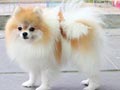 Pejantan Pom : Liberty Party Kiyoshi