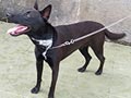 Pejantan Malinois : A Douglas von Ase