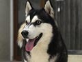 Pejantan Husky : Adante V Filadelfia