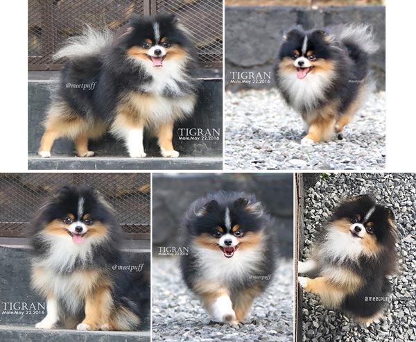 Pejantan Pomeranian Tricolor Special