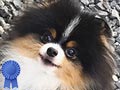 Pejantan Pomeranian Tricolor Special