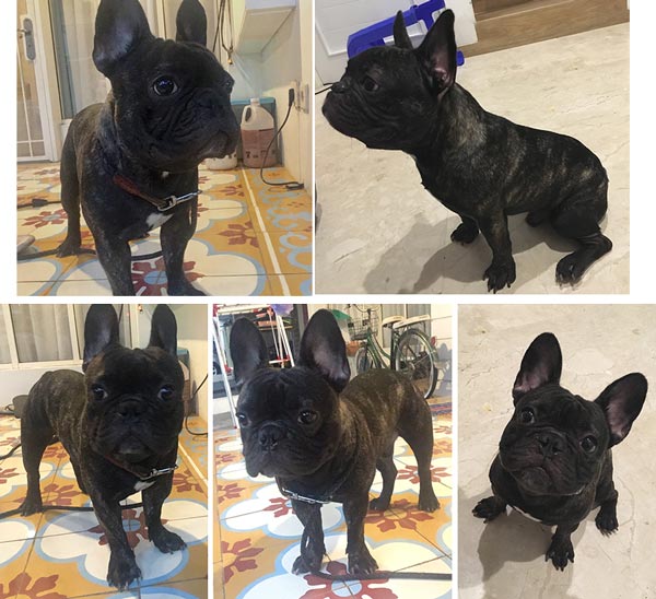 Pejantan Frenchie : Jeth Vondy Cyrus