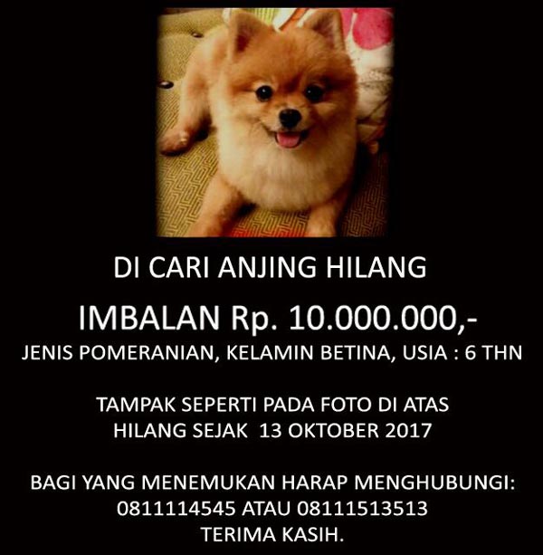 Anjing Pom Hilang Di Villa Kemayoran
