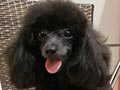 Pejantan Toy Poodle : Sake Hibiki V Coconut