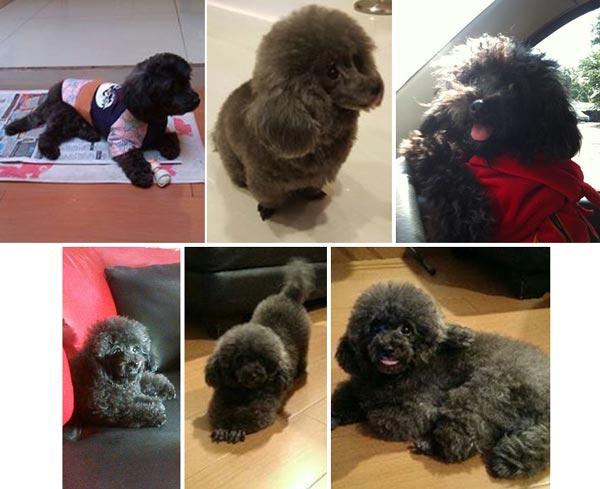 Pejantan Tiny Grey Poodle : Quitrix V Never Ending