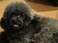 Pejantan Tiny Grey Poodle : Quitrix V Never Ending