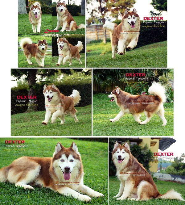 Pejantan Husky : Schon Devil (Dexter)