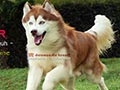 Pejantan Husky : Schon Devil (Dexter)