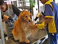 Proses Grooming Anjing Kesayangan Di Pet Station BSD