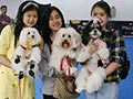 Meriahnya Acara Amazing Bully Show 2017