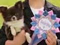 Pejantan Chihuahua : CH.Sofira Franchesko