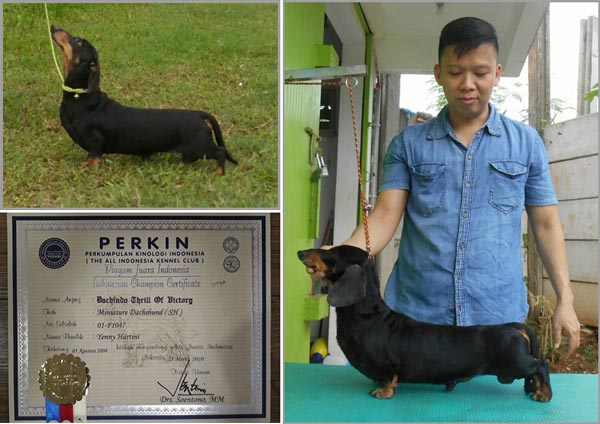 Pejantan Teckel : INA.CH.Daschindo Thrill of Victory