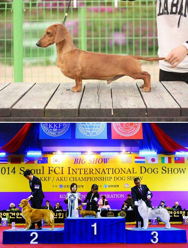 Pejantan Dachshund : Kurzebeine Ms V R. Tiger Heart FCI