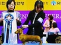 Pejantan Dachshund : Kurzebeine Ms V R. Tiger Heart FCI