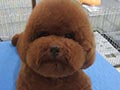 Pejantan Red Toy Poodle: Marco Von Red Beans