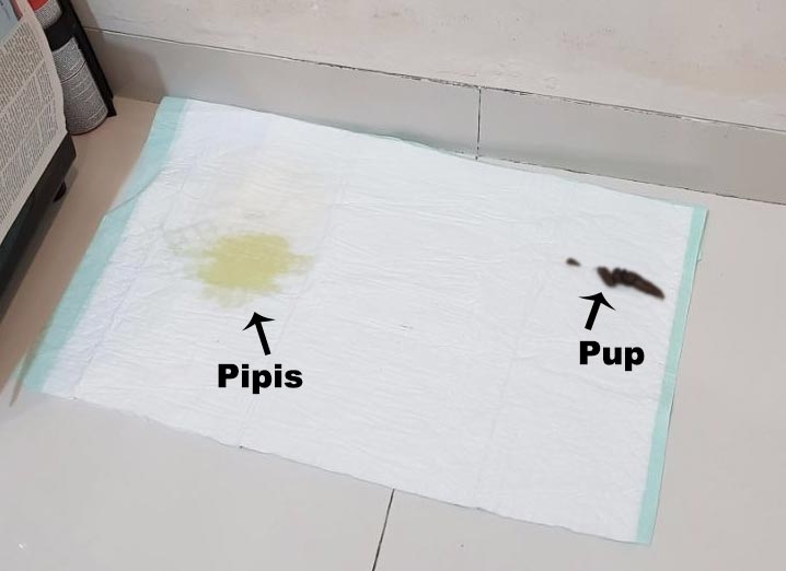Membiasakan Anjing Pipis & Pup Di Underpad
