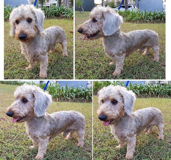 Pejantan Teckel Wire Haired : Premieres Axel