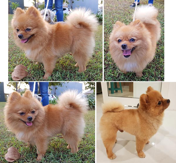 Pejantan Mini Pom : Da Vinci Code Y. Chimo