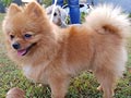 Pejantan Mini Pom : Da Vinci Code Y. Chimo