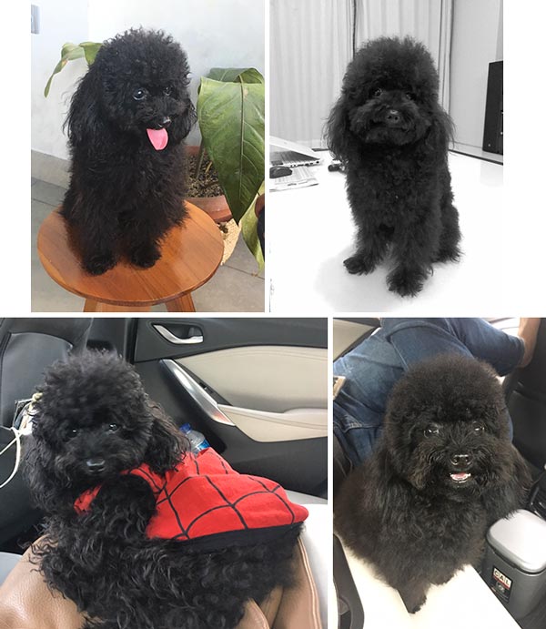 Pejantan Black Toy Poodle : Andrew v Joe Joseph
