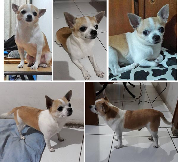 Pejantan Chihuahua : Rudolph Von Hosana