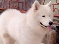 Pejantan Samoyed : Brandy Von De Oren