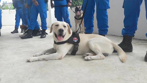 Anjing Pelacak NARKOBA BNN