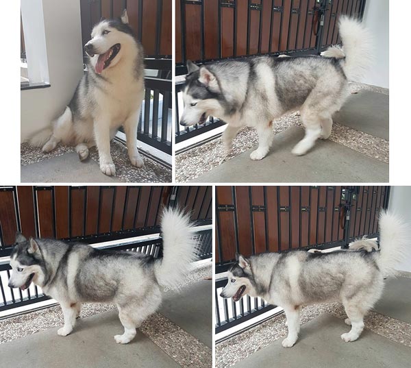 Pejantan Husky : Dream Castle Fly Lucky Prince