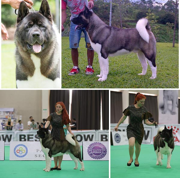 Pejantan American Akita : INA.CH.Estava Rain Foreign Affair