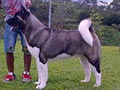 Pejantan American Akita : INA.CH.Estava Rain Foreign Affair