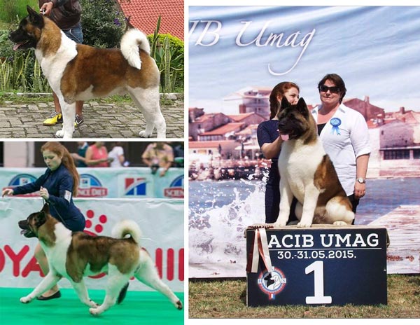 Pejantan American Akita : Junior CH.Nekmar Kint Verbal