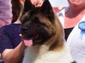 Pejantan American Akita : Junior CH.Nekmar Kint Verbal