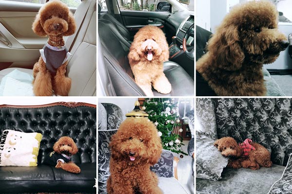 Pejantan Red Toy Poodle : Brandit Durran - Kygo