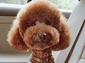 Pejantan Red Toy Poodle : Brandit Durran - Kygo