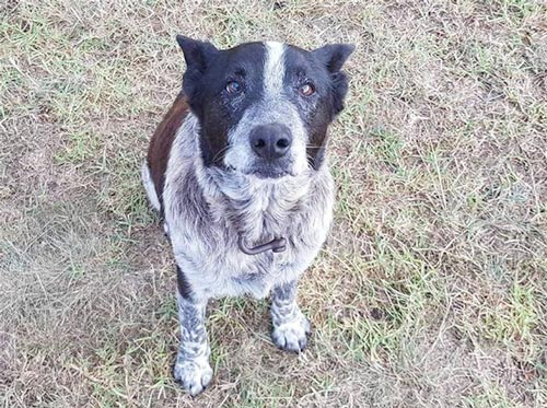 Anjing Tuli & Buta Dapat Penghargaan Dari Polisi