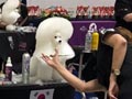 World Championship Model Dog Grooming Competitions