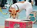Lokakarya Melatih Anjing Pendeteksi